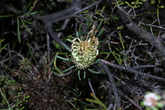 Banksia violacea (Banksia violacea)