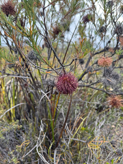 Banksia violacea (Banksia violacea)