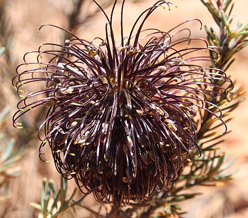 Banksia violacea: Banksia violacea