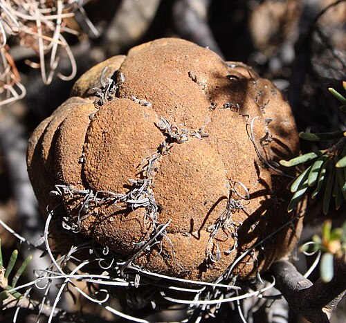 Banksia violacea: Banksia violacea, older cone
