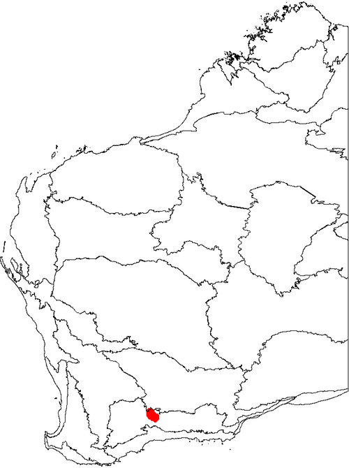 Banksia viscida: This is a map of Western Australia, showing the distribution of Banksia viscida (Sticky Dryandra) on a map of the IBRA 6.1 biogeographic regions.