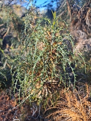 Banksia wonganensis (Banksia wonganensis)