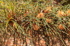 Banksia wonganensis (Banksia wonganensis)