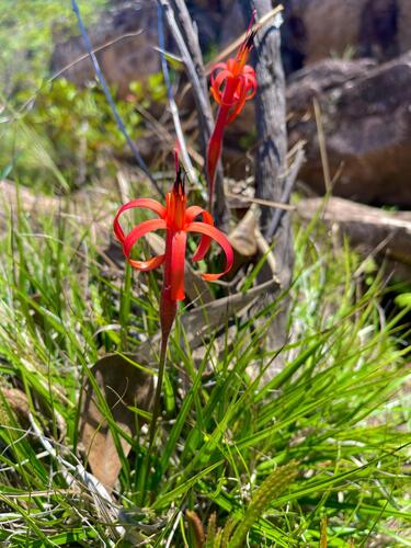 Barbacenia pallida (Barbacenia pallida)