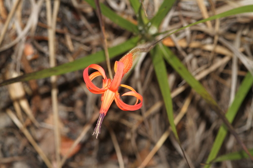 Barbacenia pallida (Barbacenia pallida)
