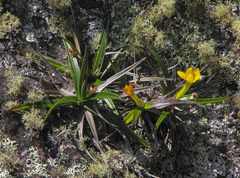Barbacenia rectifolia (Barbacenia rectifolia)