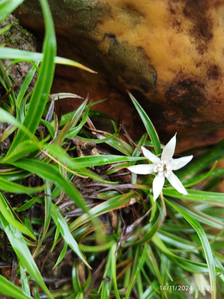 Barbacenia riparia (Barbacenia riparia)