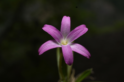 Barbaceniopsis vargasiana (Barbaceniopsis vargasiana)