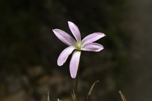 Barbaceniopsis vargasiana (Barbaceniopsis vargasiana)