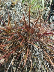 Barbaceniopsis vargasiana (Barbaceniopsis vargasiana)