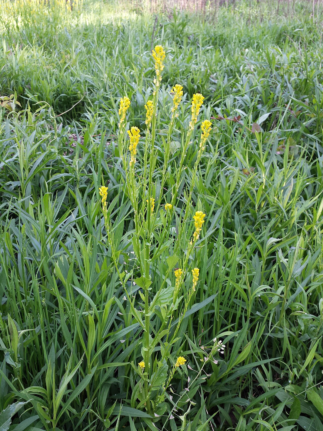 Small flowered winter-cress: Habitus Taxon: Barbarea stricta (sensu Fischer et al. EfÖLS 2008 ISBN 978-3-85474-187-9 ; det. M. A. Fischer 2014-05-04) Location: Ringelsdorf, district Gänsern