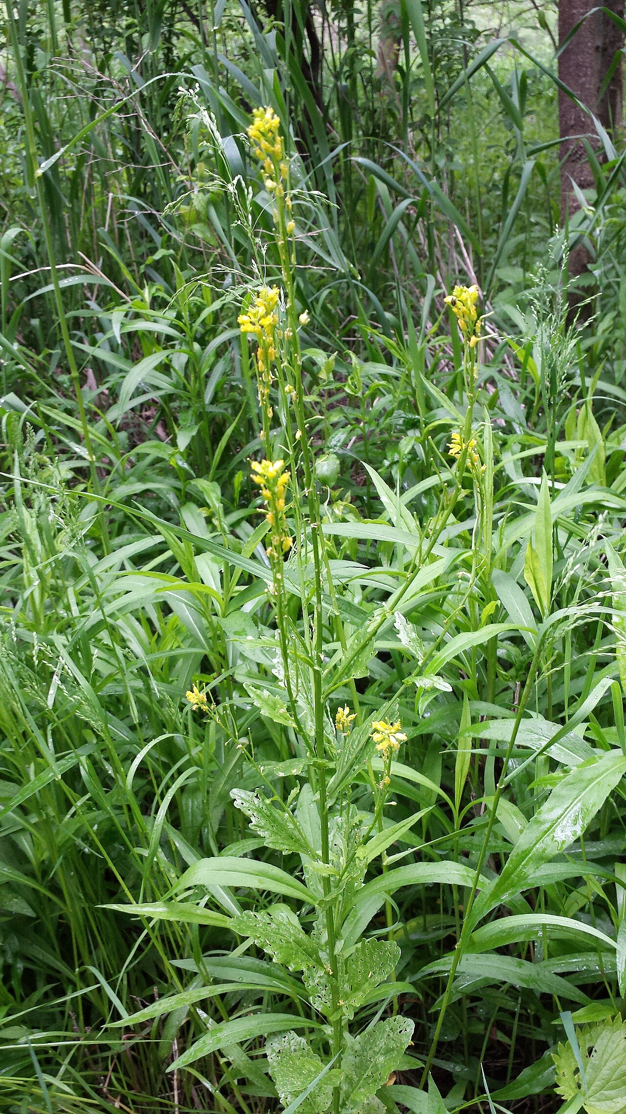 Small flowered winter-cress: Habitus Taxon: Barbarea stricta (sensu Fischer et al. EfÖLS 2008 ISBN 978-3-85474-187-9 ; det. M. A. Fischer 2013-05-11) Location: March floodplains near Hohena