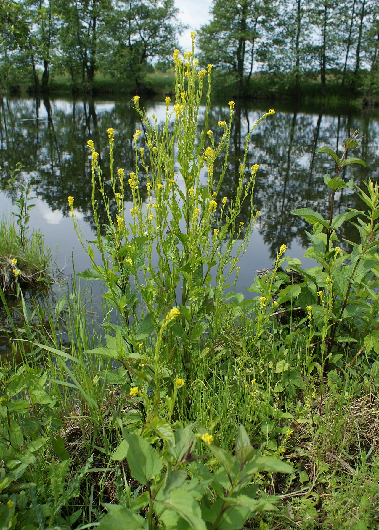 Small flowered winter-cress: Barbarea stricta on Warta river in Brzozowiec near Gorzów Wielkopolski, W Poland