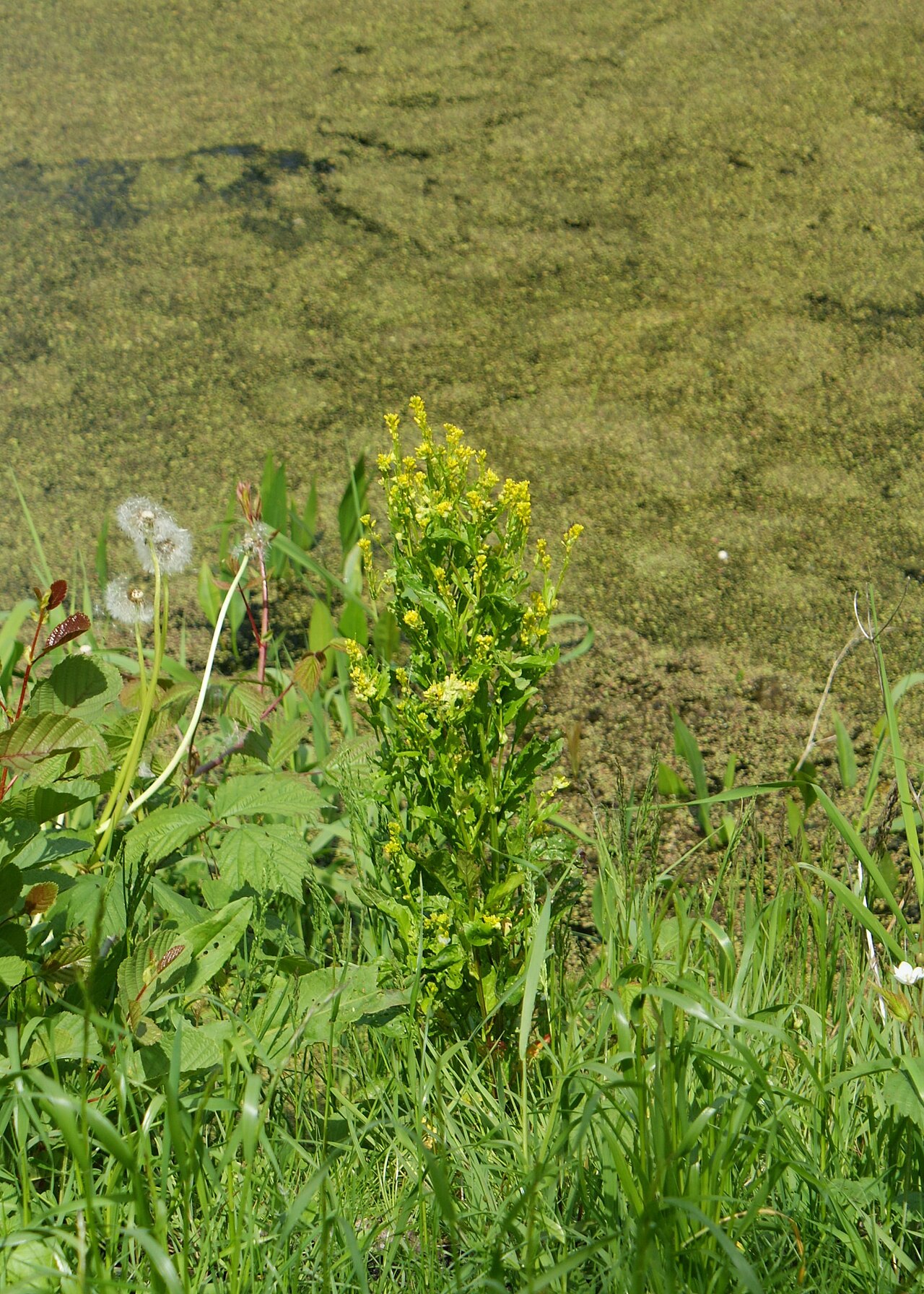 Small flowered winter-cress: Barbarea stricta on Warta river in Brzozowiec near Gorzów Wielkopolski, W Poland