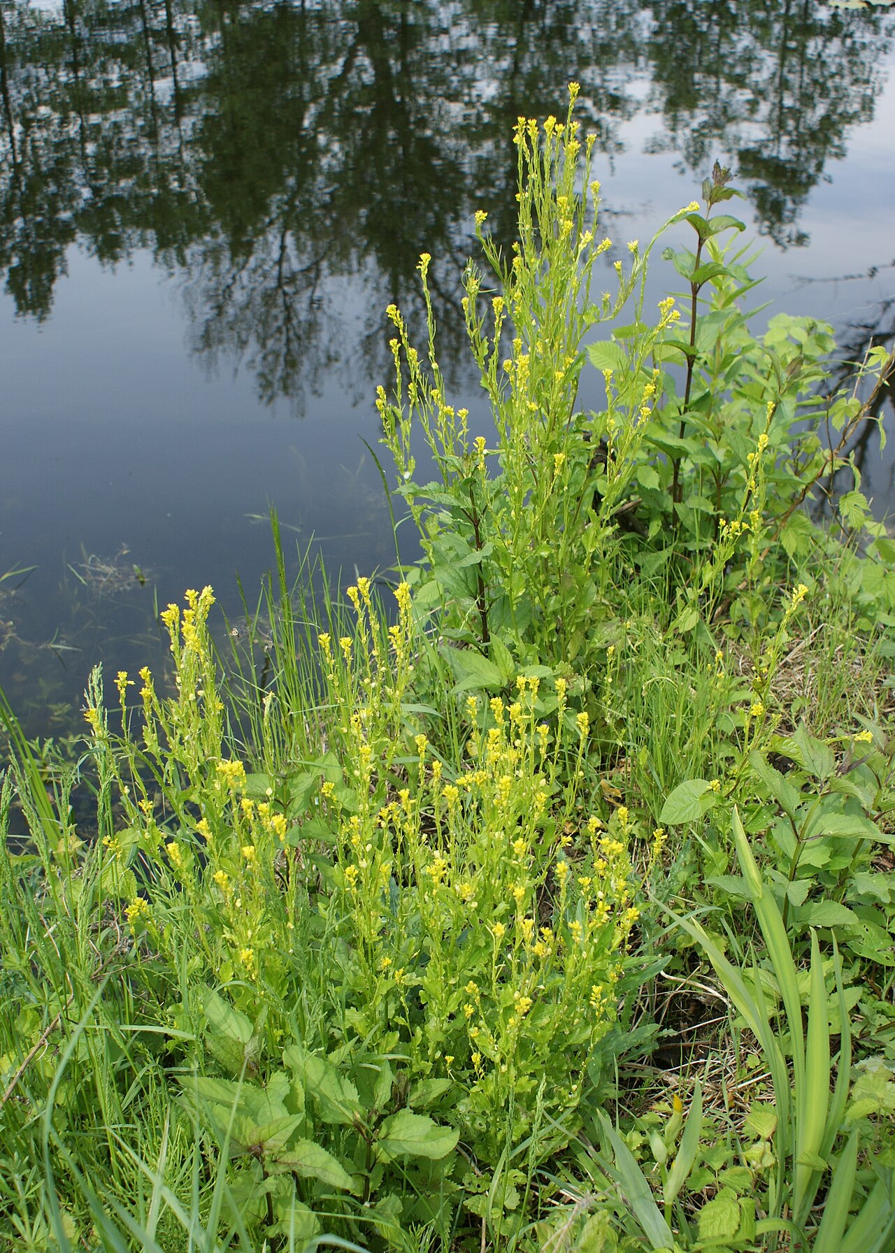 Small flowered winter-cress: Barbarea stricta on Warta river in Brzozowiec near Gorzów Wielkopolski, W Poland