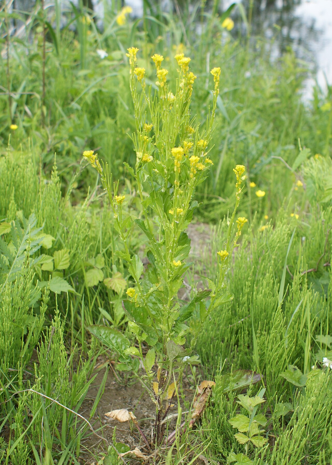 Small flowered winter-cress: Barbarea stricta on Warta river in Brzozowiec near Gorzów Wielkopolski, W Poland