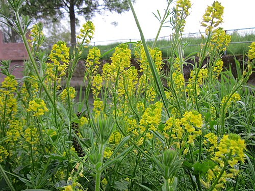 Garden yellowrocket: Winterkresse ( Barbarea vulgaris ) im Hockenheimer Rheinbogen