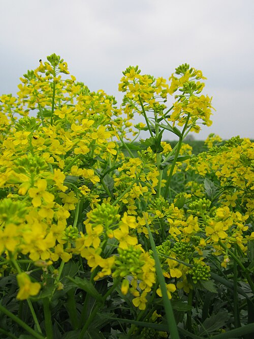 Garden yellowrocket: Winterkresse ( Barbarea vulgaris ) auf den Kisselwiesen bei Reilingen