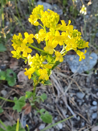 Garden yellowrocket (Barbarea vulgaris)