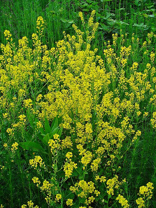 Garden yellowrocket: Barbarea vulgaris , Brassicaceae, Bittercress, Herb Barbara, Rocketcress, Yellow Rocketcress, Winter Rocket, Wound Rocket, habitus; Karlsruhe, Germany.