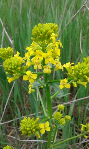 Garden yellowrocket (Barbarea vulgaris)