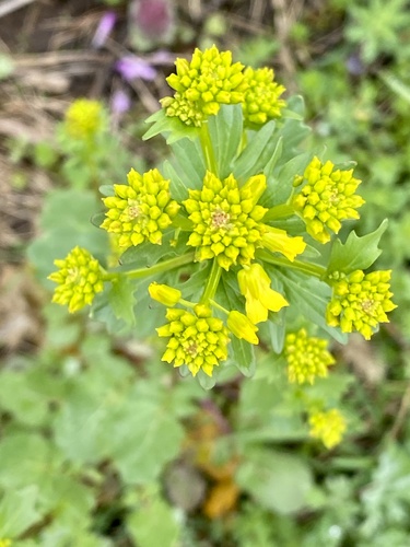 Garden yellowrocket (Barbarea vulgaris)