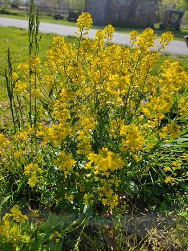 Garden yellowrocket (Barbarea vulgaris)