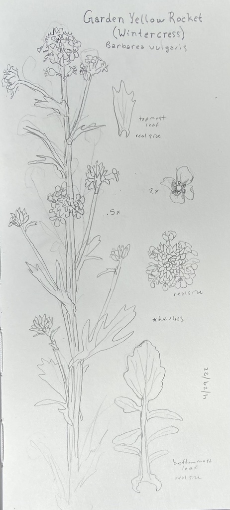 Garden yellowrocket (Barbarea vulgaris)