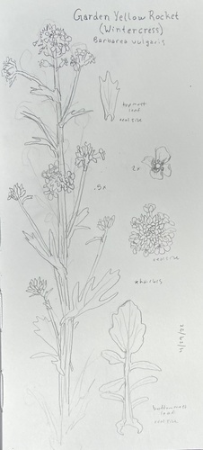 Garden yellowrocket