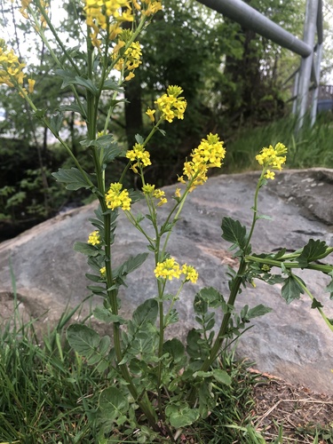 Garden yellowrocket (Barbarea vulgaris)
