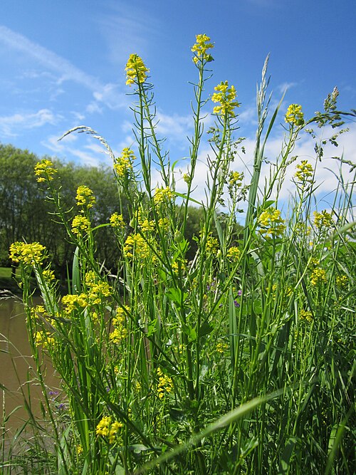 Garden yellowrocket: Winterkresse oder Barbarakraut ( Barbarea vulgaris ) an der Saar in Saarbrücken