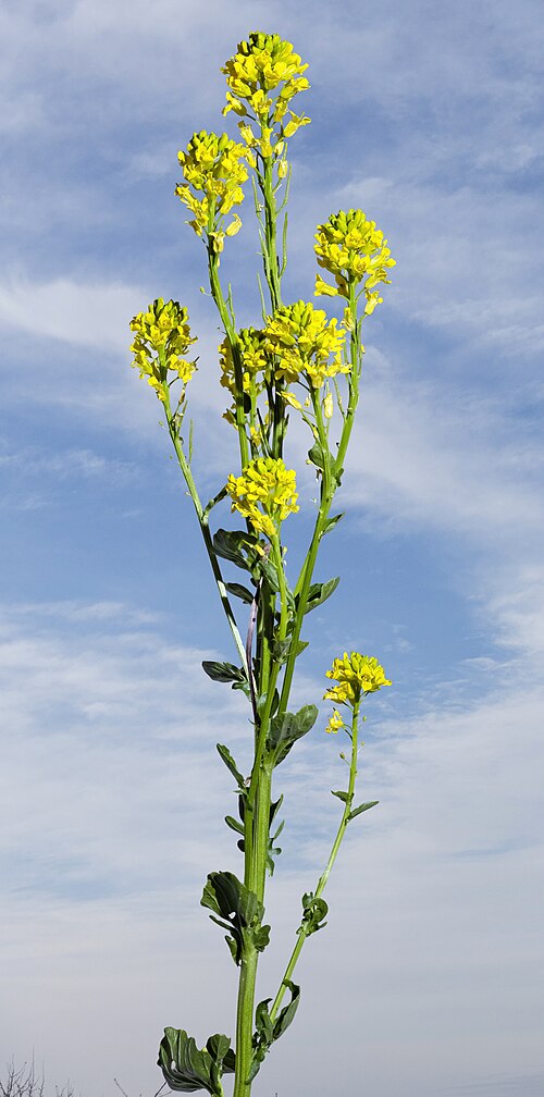 Garden yellowrocket: Winterkresse - habit