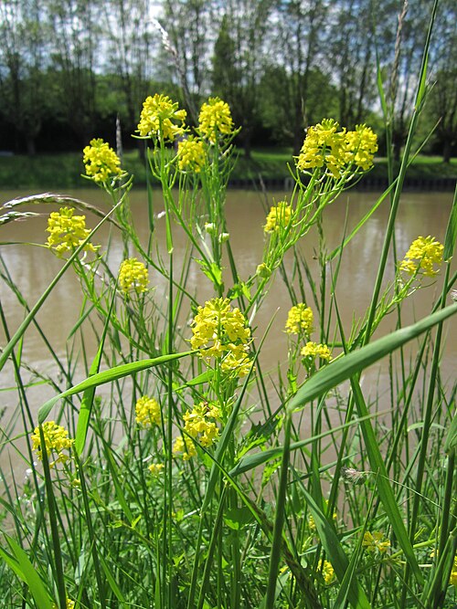 Garden yellowrocket: Winterkresse oder Barbarakraut ( Barbarea vulgaris ) an der Saar in Saarbrücken