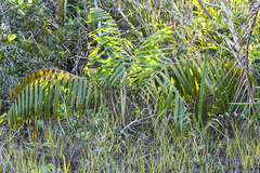 Barcella odora (Barcella odora)