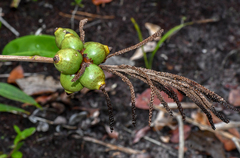 Barcella odora (Barcella odora)