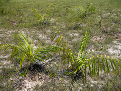 Barcella odora (Barcella odora)