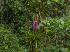 Barfussia platyrhachis (Barfussia platyrhachis)