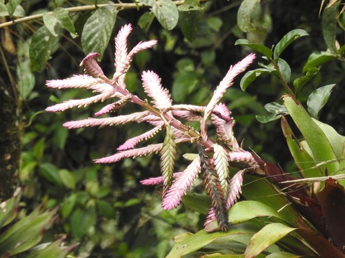 Barfussia platyrhachis (Barfussia platyrhachis)