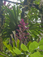 Barfussia platyrhachis (Barfussia platyrhachis)