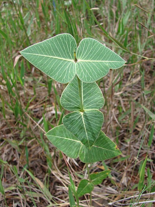 Barjonia cymosa: Barjonia cymosa - APOCYNACEAE Jardim Botânico de Brasília - Distrito Federal - Brasil.