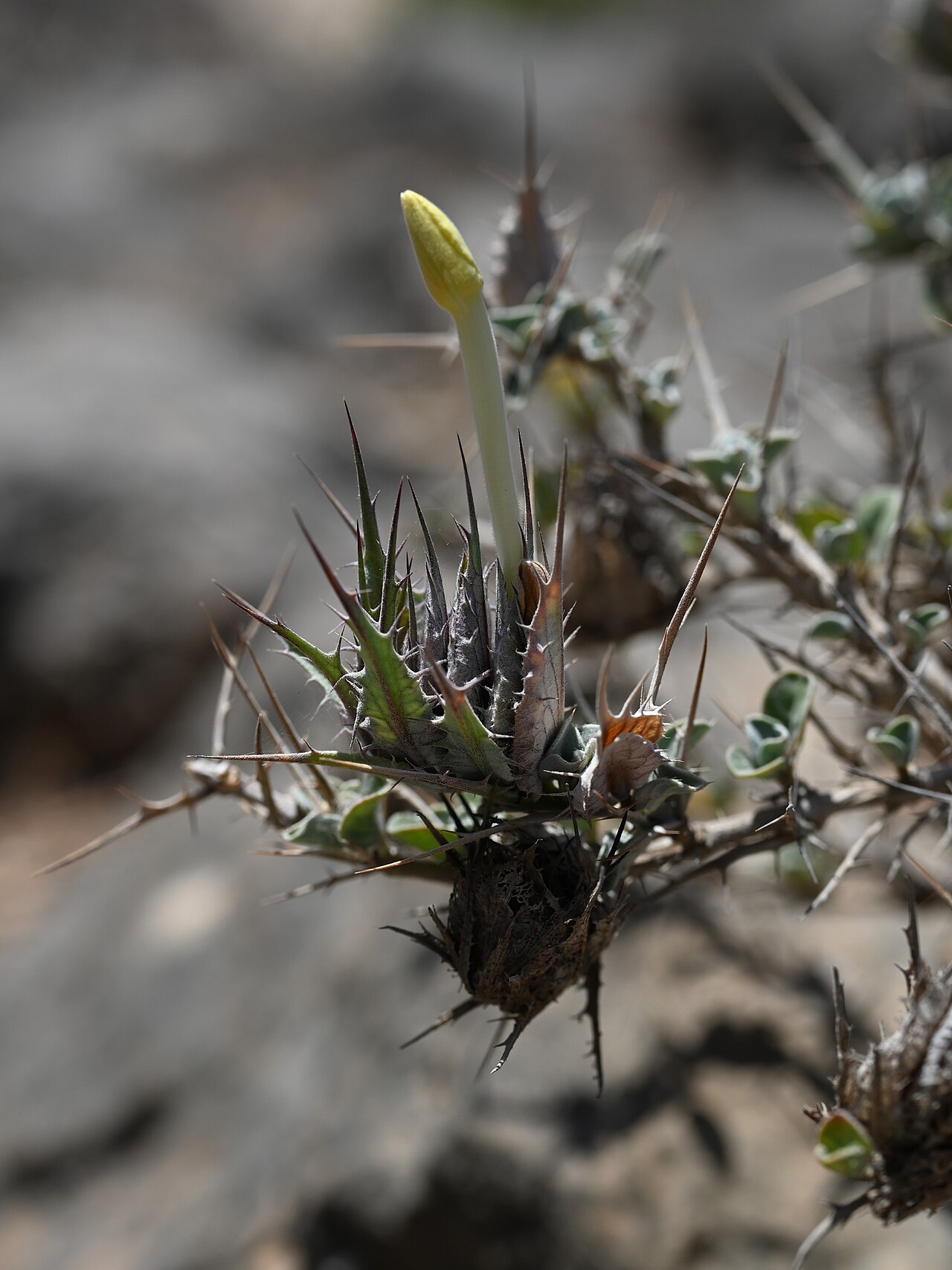 Barleria acanthoides: Barleria acanthoides E from Maghsail, Dhofar Gov., Oman