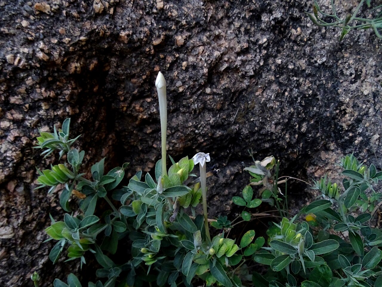 Barleria acanthoides: Vajradanti plant , Barleria acanthoides seen in Salawas village in Jodhpur district Rajasthan
