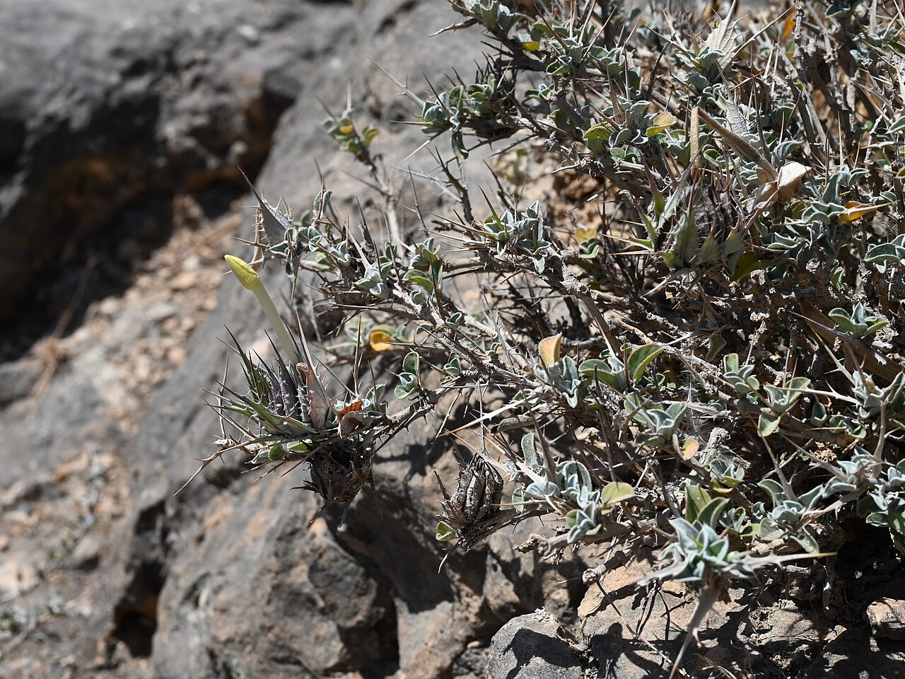 Barleria acanthoides: Barleria acanthoides E from Maghsail, Dhofar Gov., Oman