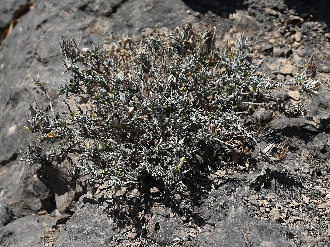 Barleria acanthoides: Barleria acanthoides E from Maghsail, Dhofar Gov., Oman