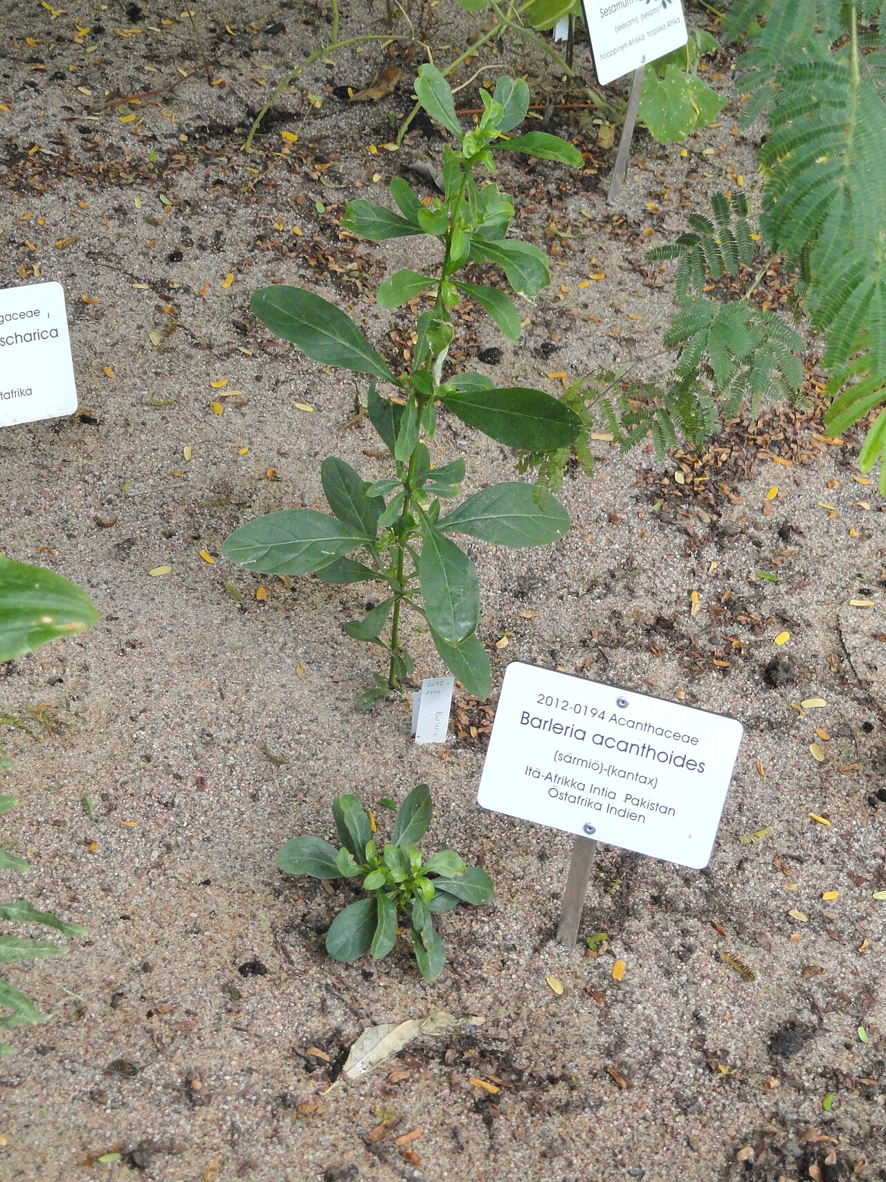 Barleria acanthoides: Botanical specimen. The University of Helsinki Botanical Garden at Kaisaniemi
