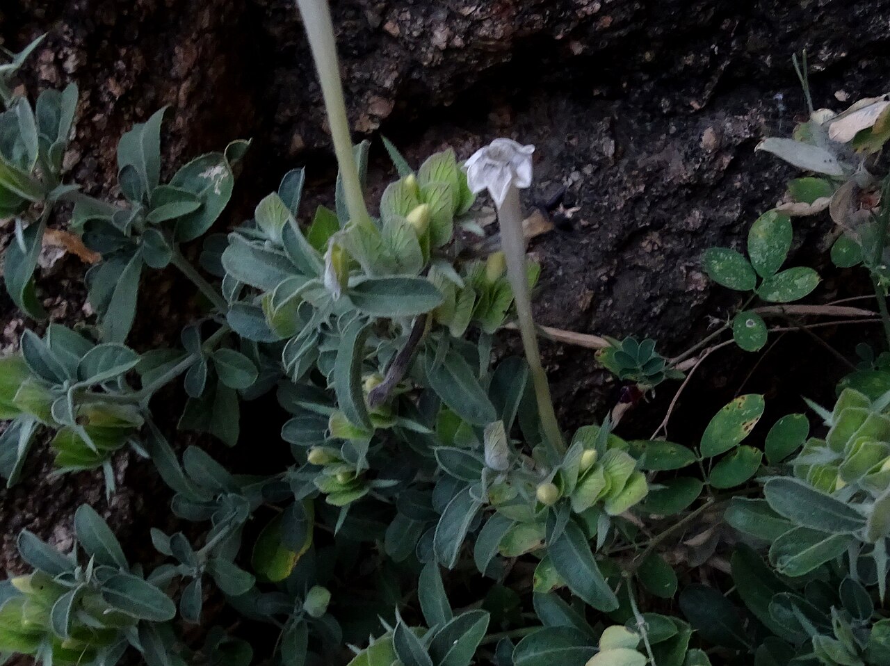 Barleria acanthoides: Vajradanti plant , Barleria acanthoides seen in Salawas village in Jodhpur district Rajasthan