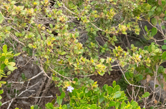 Barleria aculeata (Barleria aculeata)