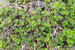 Barleria aculeata (Barleria aculeata)