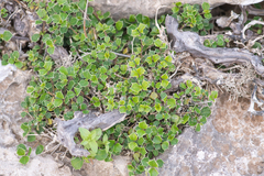 Barleria aculeata (Barleria aculeata)