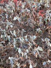Barleria albostellata (Barleria albostellata)